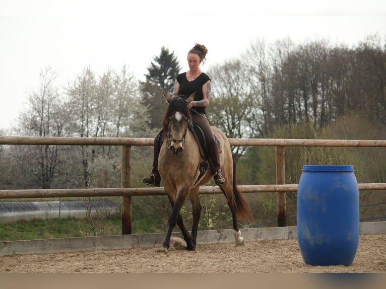 Lusitano Gelding 6 years 15.3 hh Buckskin in Postfeld