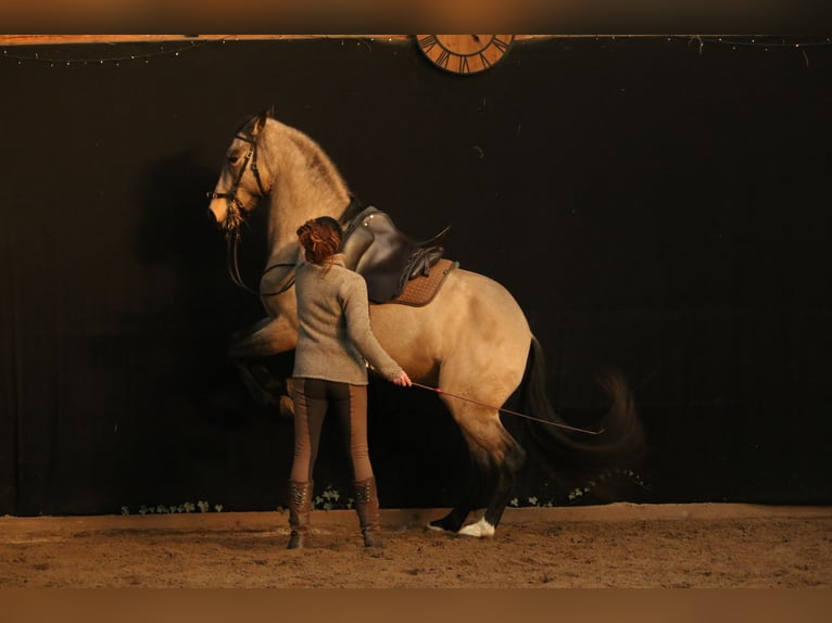 Lusitano Gelding 6 years 15.3 hh Buckskin in Postfeld