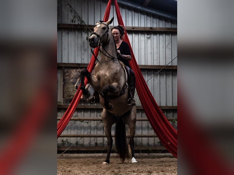 Lusitano Gelding 6 years 15.3 hh Buckskin in Postfeld