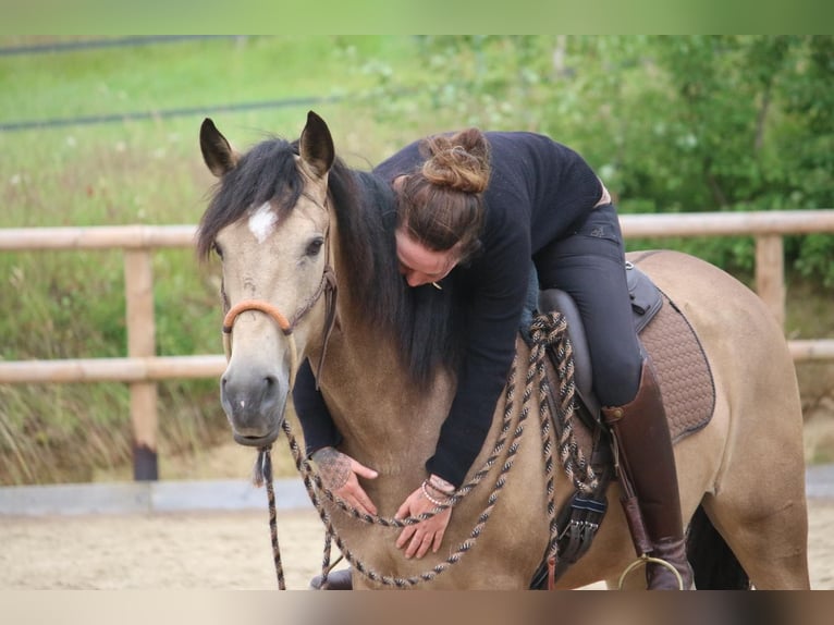 Lusitano Gelding 6 years 15.3 hh Buckskin in Postfeld