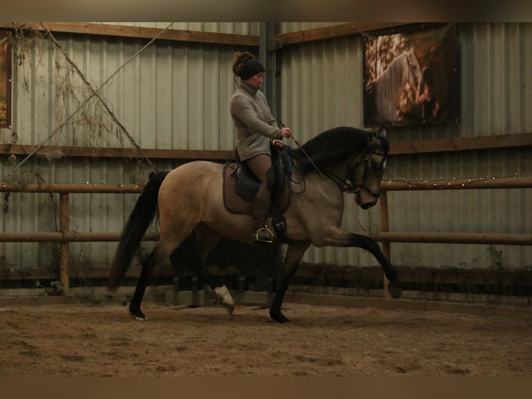 Lusitano Gelding 6 years 15.3 hh Buckskin in Postfeld