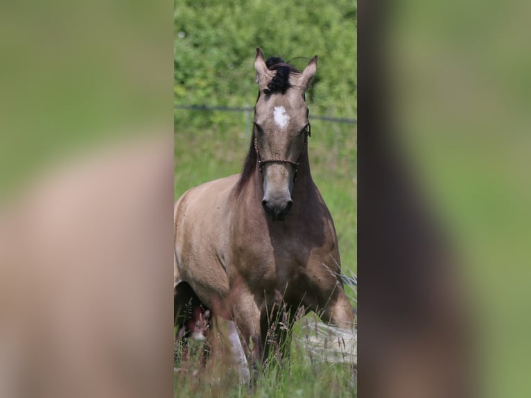 Lusitano Gelding 6 years 15.3 hh Buckskin in Postfeld