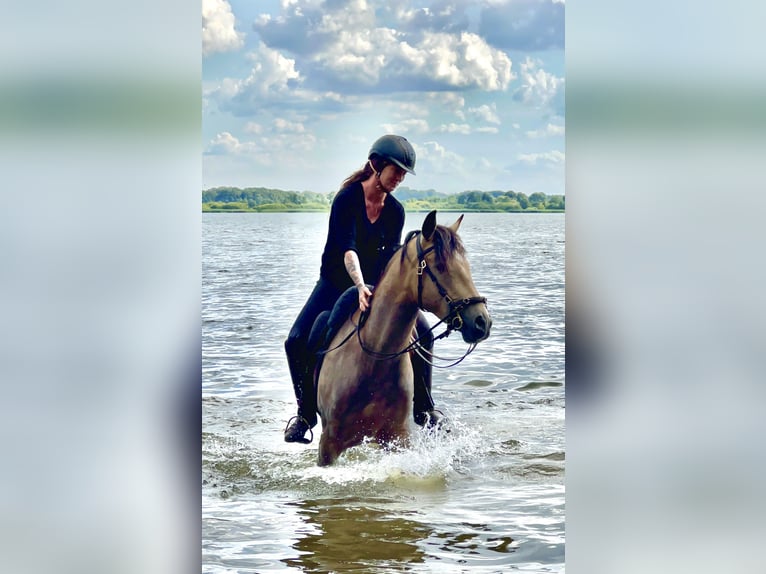Lusitano Gelding 6 years 15.3 hh Buckskin in Postfeld