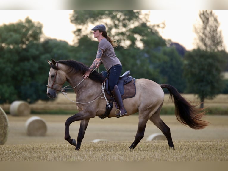 Lusitano Gelding 6 years 15.3 hh Buckskin in Postfeld