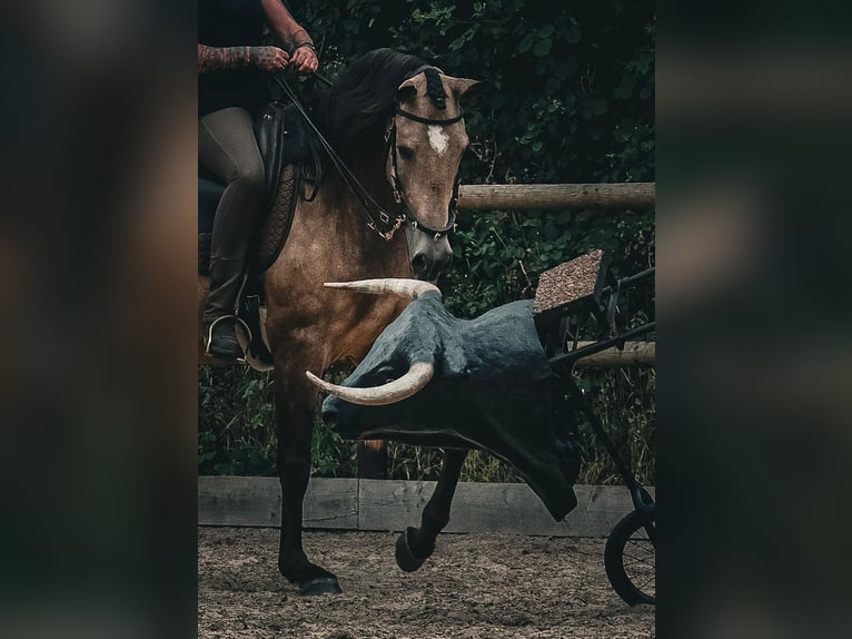Lusitano Gelding 6 years 15.3 hh Buckskin in Postfeld