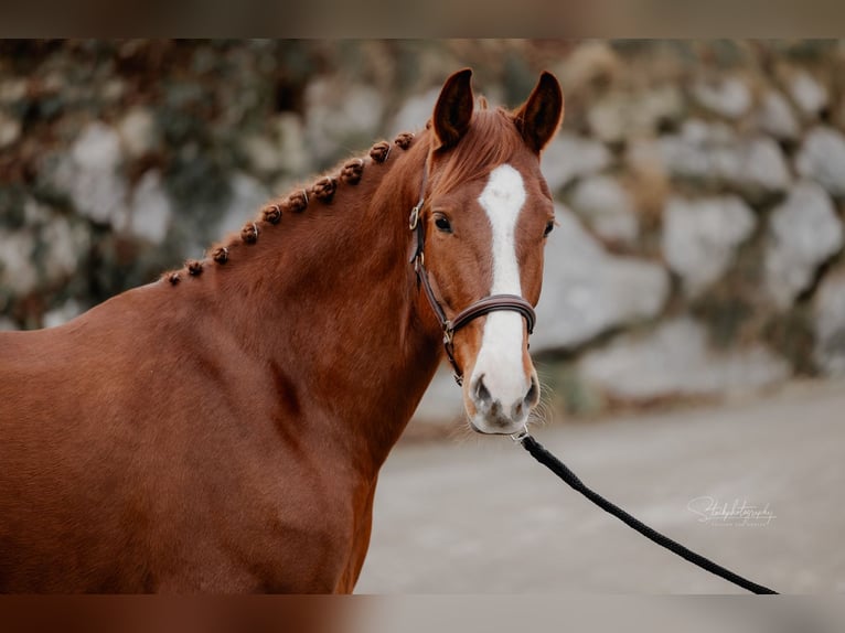 Lusitano Mix Gelding 6 years 15,3 hh Chestnut-Red in Tuntenhausen