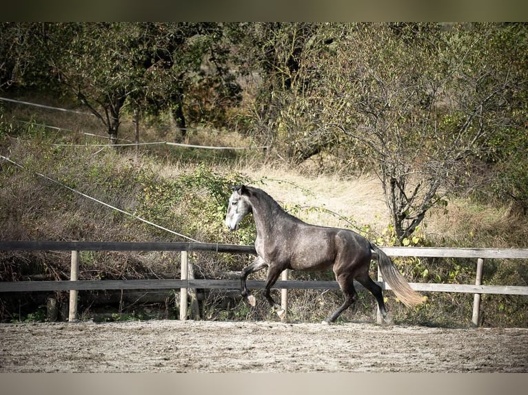 Lusitano Gelding 6 years 15,3 hh Gray in Colnago