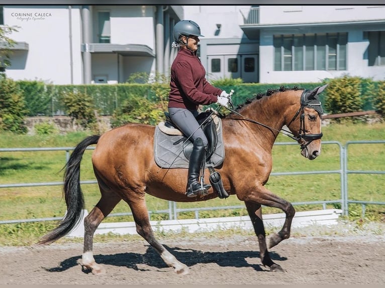 Lusitano Gelding 6 years 15,3 hh Gray in Colnago