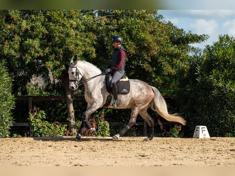 Lusitano Gelding 6 years 15,3 hh Gray-Red-Tan in Montecorto