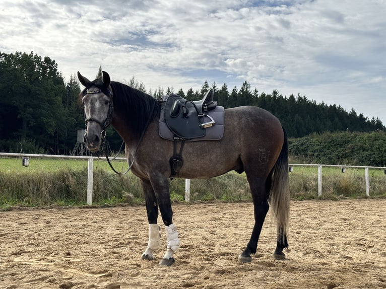 Lusitano Gelding 6 years 15,3 hh Gray-Red-Tan in Rot an der Rot