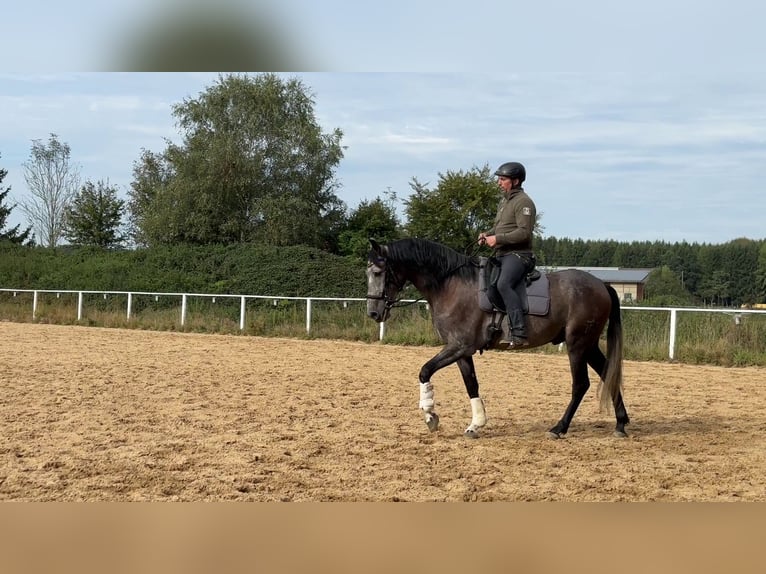 Lusitano Gelding 6 years 15,3 hh Gray-Red-Tan in Rot an der Rot
