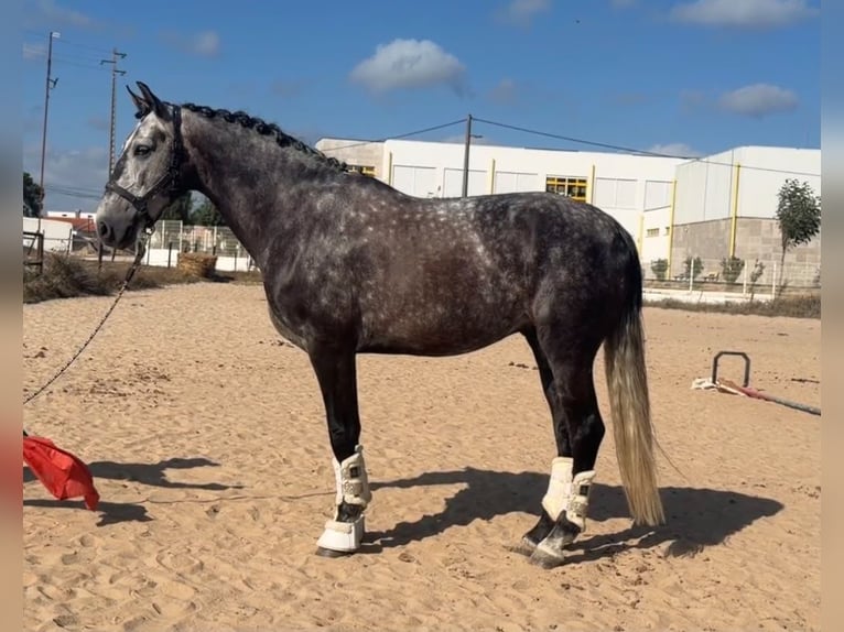 Lusitano Gelding 6 years 15.3 hh Grey in Caldas da Rainha