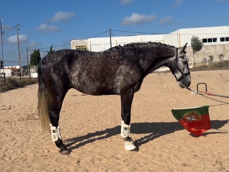 Lusitano Gelding 6 years 15.3 hh Grey in Caldas da Rainha