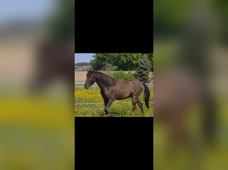 Lusitano Gelding 6 years 15.3 hh Smoky-Black in Amlikon-Bissegg