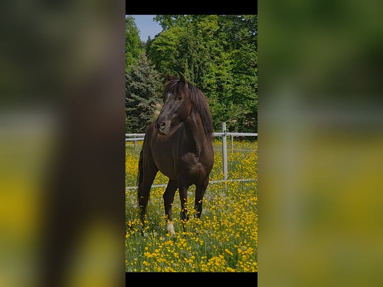 Lusitano Gelding 6 years 15.3 hh Smoky-Black in Amlikon-Bissegg