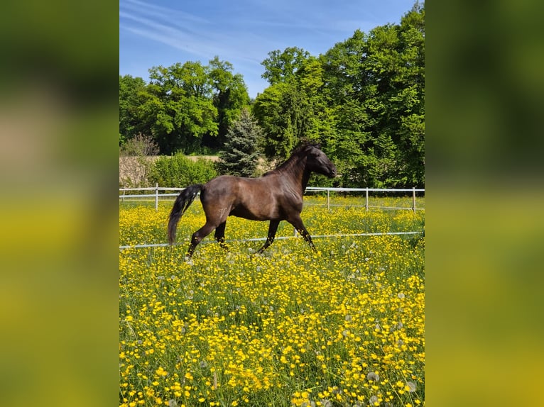 Lusitano Gelding 6 years 15.3 hh Smoky-Black in Amlikon-Bissegg