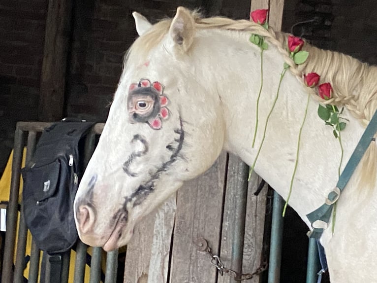 Lusitano Mix Gelding 6 years 15 hh Cremello in Fröndenberg