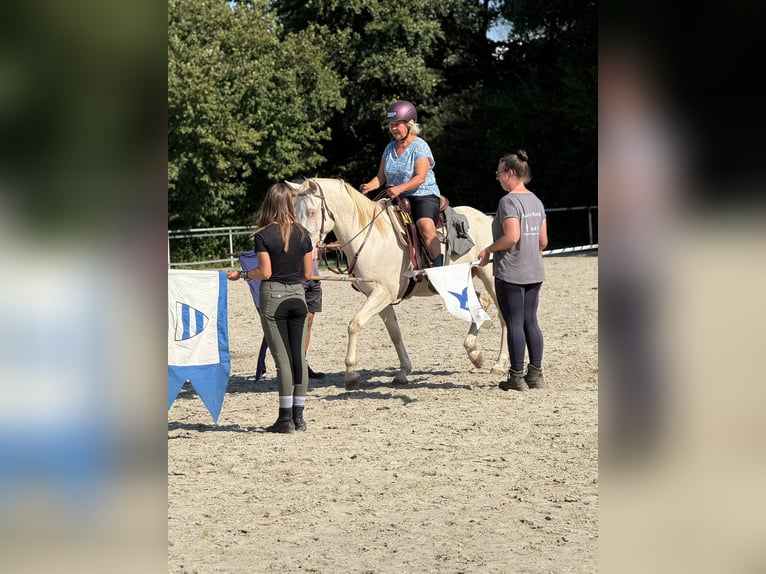 Lusitano Mix Gelding 6 years 15 hh Cremello in Fröndenberg