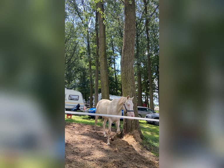 Lusitano Mix Gelding 6 years 15 hh Cremello in Fröndenberg