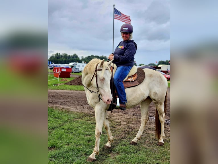 Lusitano Mix Gelding 6 years 15 hh Cremello in Fröndenberg