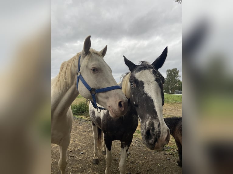 Lusitano Mix Gelding 6 years 15 hh Cremello in Fröndenberg