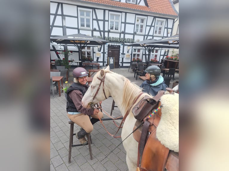 Lusitano Mix Gelding 6 years 15 hh Cremello in Fröndenberg
