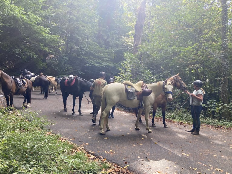 Lusitano Mix Gelding 6 years 15 hh Cremello in Fröndenberg