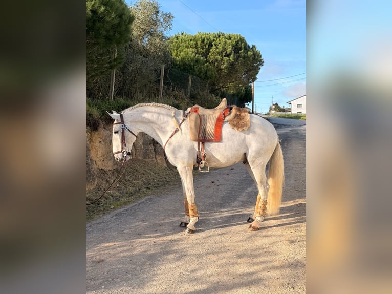 Lusitano Gelding 6 years 15 hh Grey in Caldas da Rainha