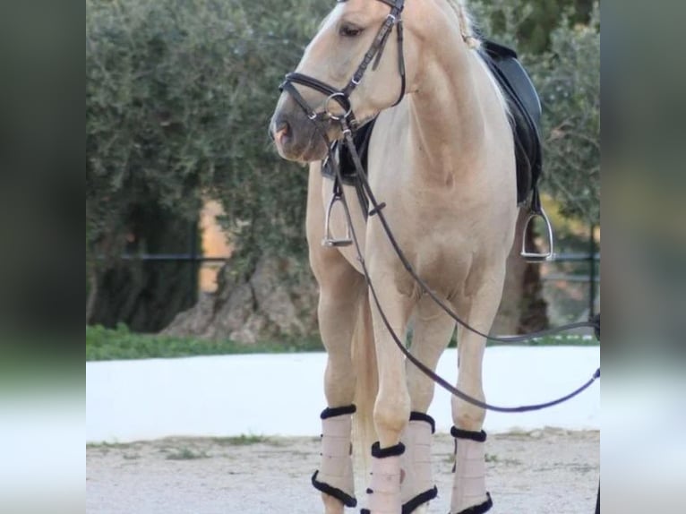 Lusitano Gelding 6 years 15,1 hh in Sabadell Lusitano Gelding 6 years 15,1 hh in Sabadell