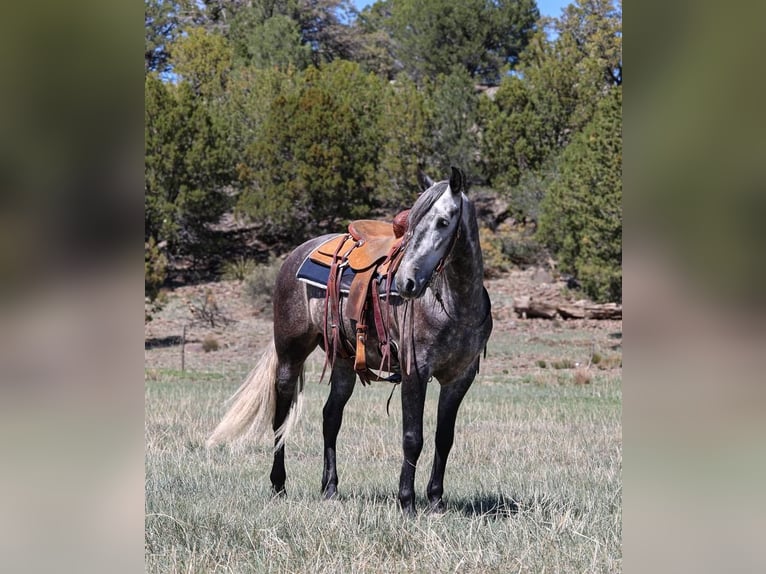 Lusitano Gelding 6 years 15,1 hh Gray-Dapple in Camp Verde, AZ