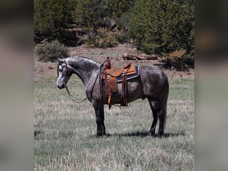 Lusitano Gelding 6 years 15,1 hh Gray-Dapple in Camp Verde, AZ