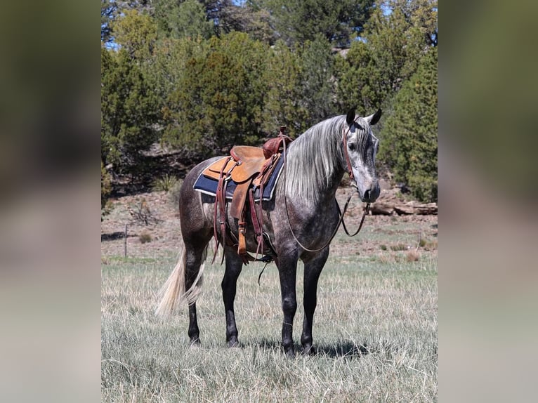 Lusitano Gelding 6 years 15,1 hh Gray-Dapple in Camp Verde, AZ
