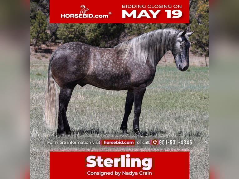 Lusitano Gelding 6 years 15,1 hh Gray-Dapple in Camp Verde, AZ
