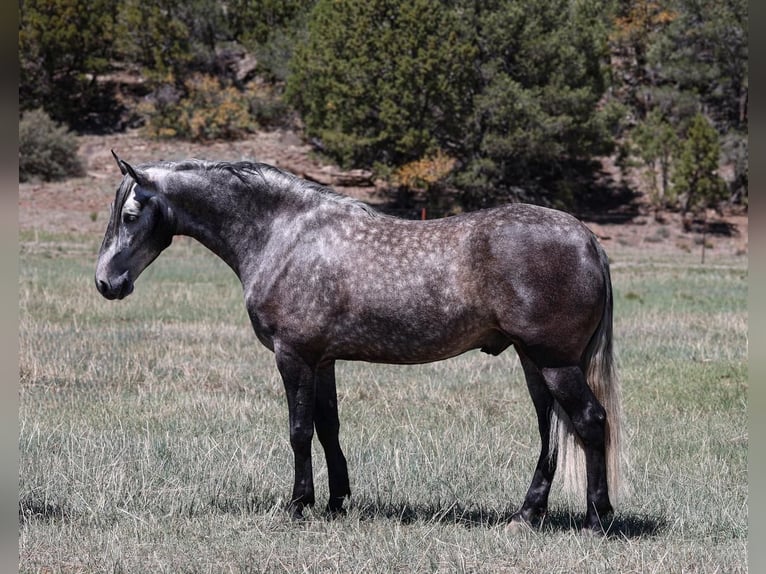 Lusitano Gelding 6 years 15,1 hh Gray-Dapple in Camp Verde, AZ