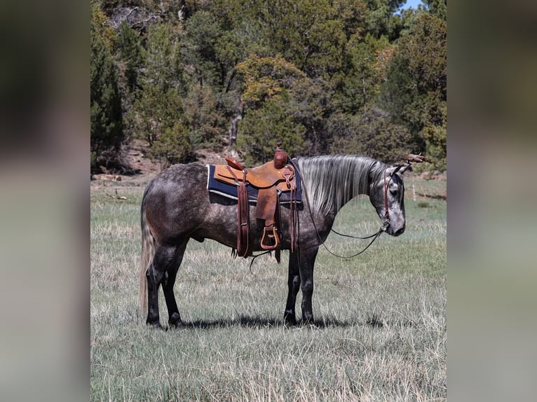 Lusitano Gelding 6 years 15,1 hh Gray-Dapple in Camp Verde, AZ