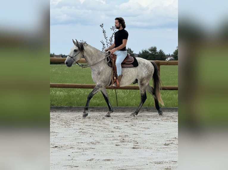Lusitano Gelding 6 years 15,1 hh Grey-Dapple in Neukirchen an der Enknach