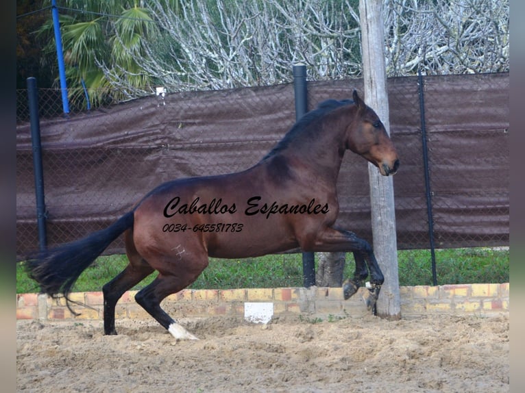 Lusitano Gelding 6 years 15,2 hh Bay-Dark in Vejer de la Frontera