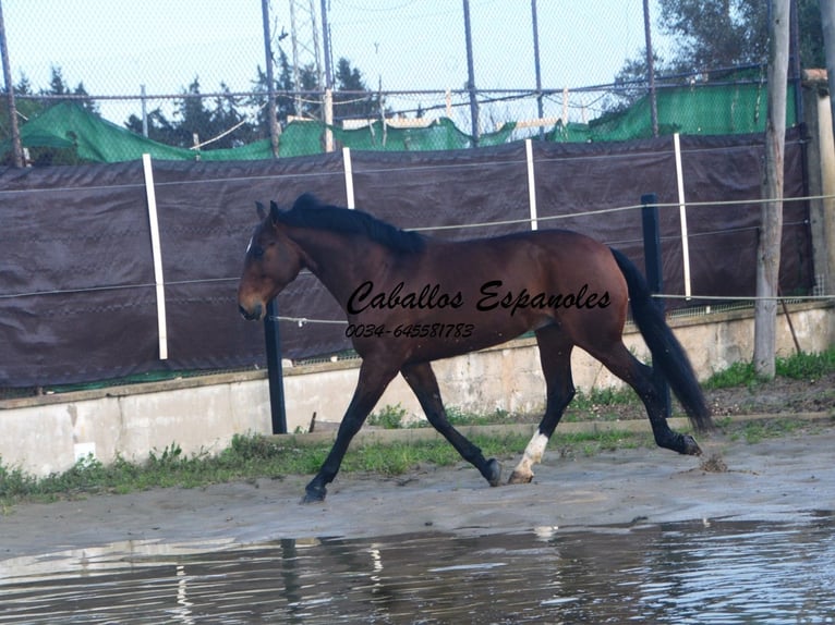Lusitano Gelding 6 years 15,2 hh Bay-Dark in Vejer de la Frontera