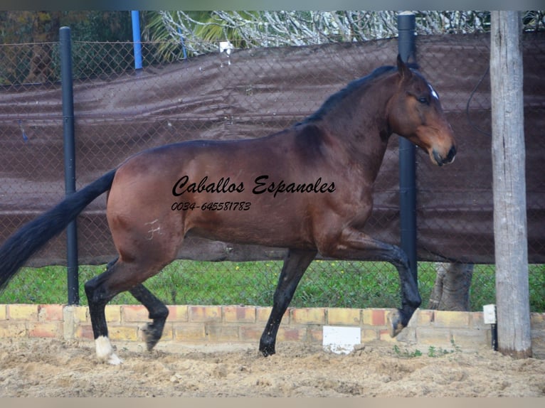 Lusitano Gelding 6 years 15,2 hh Bay-Dark in Vejer de la Frontera