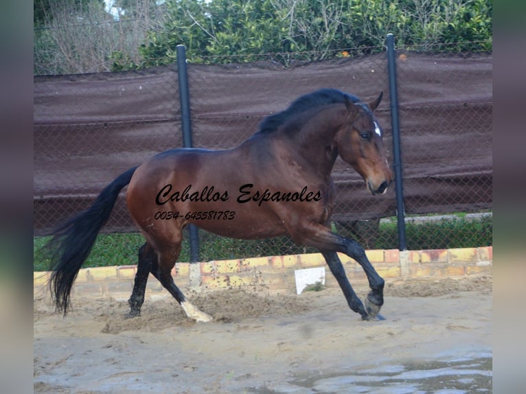 Lusitano Gelding 6 years 15,2 hh Bay-Dark in Vejer de la Frontera