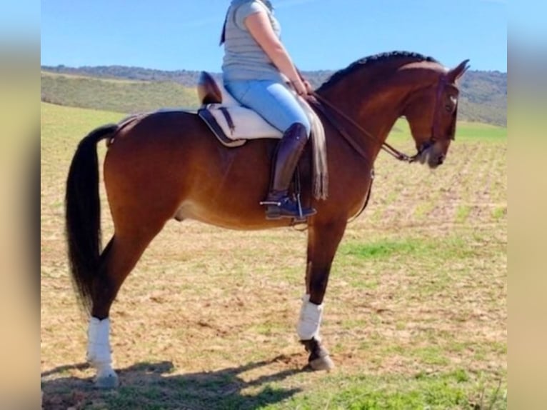 Lusitano Gelding 6 years 15,2 hh Brown in Sevilla