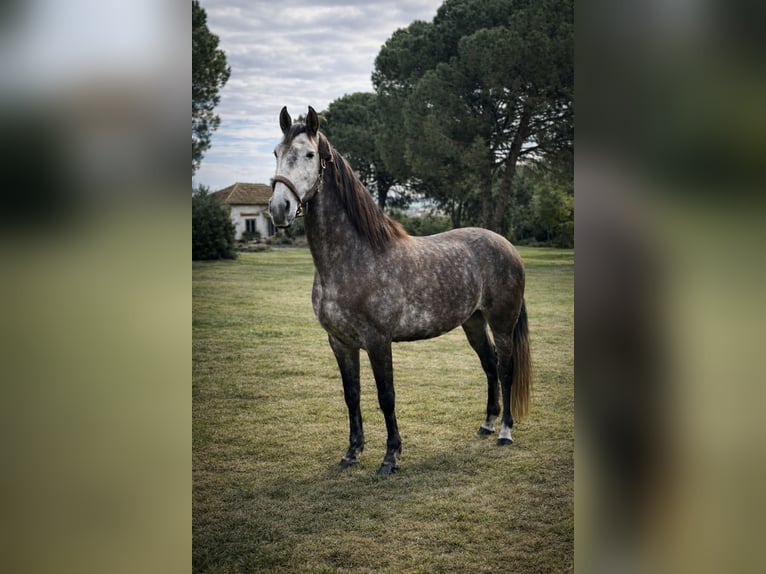Lusitano Gelding 6 years 15,2 hh Grey in Cartaxo, Santarém