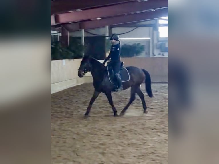 Lusitano Gelding 6 years 15,2 hh Smoky-Black in Daldorf