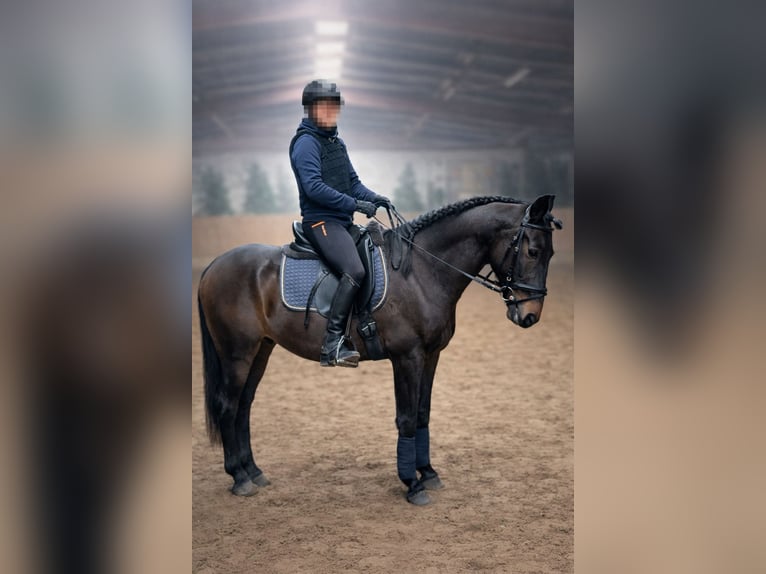Lusitano Gelding 6 years 15,2 hh Smoky-Black in Daldorf