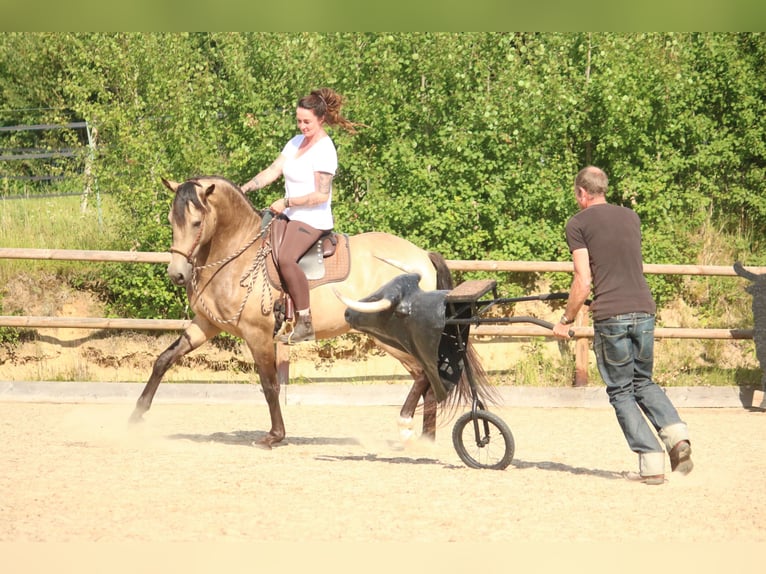 Lusitano Gelding 6 years 15,3 hh Buckskin in Postfeld