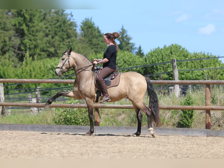 Lusitano Gelding 6 years 15,3 hh Buckskin in Postfeld