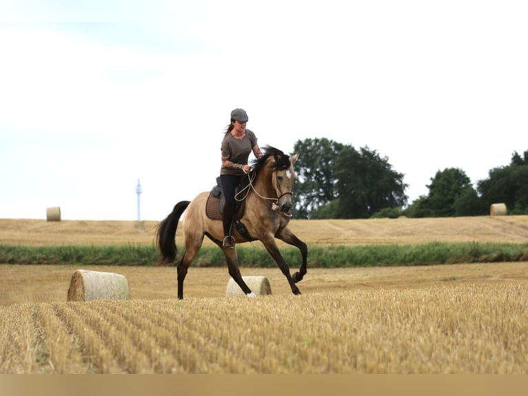 Lusitano Gelding 6 years 15,3 hh Buckskin in Postfeld