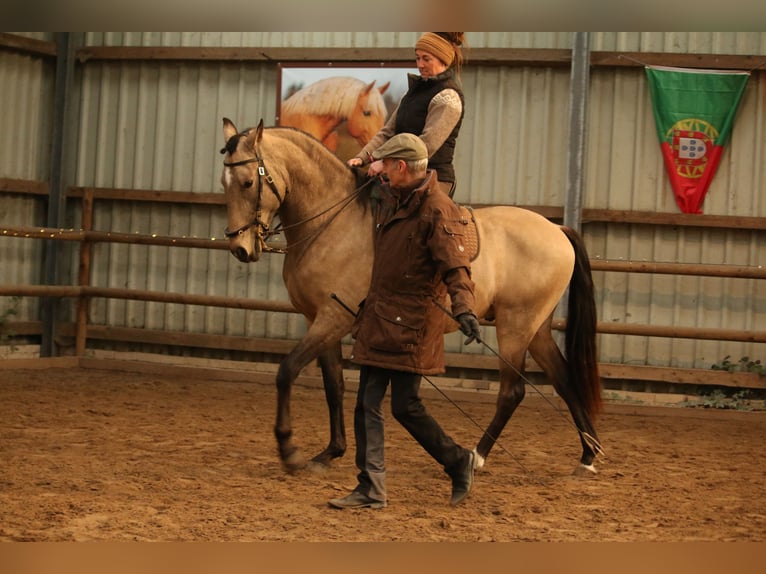 Lusitano Gelding 6 years 15,3 hh Buckskin in Postfeld