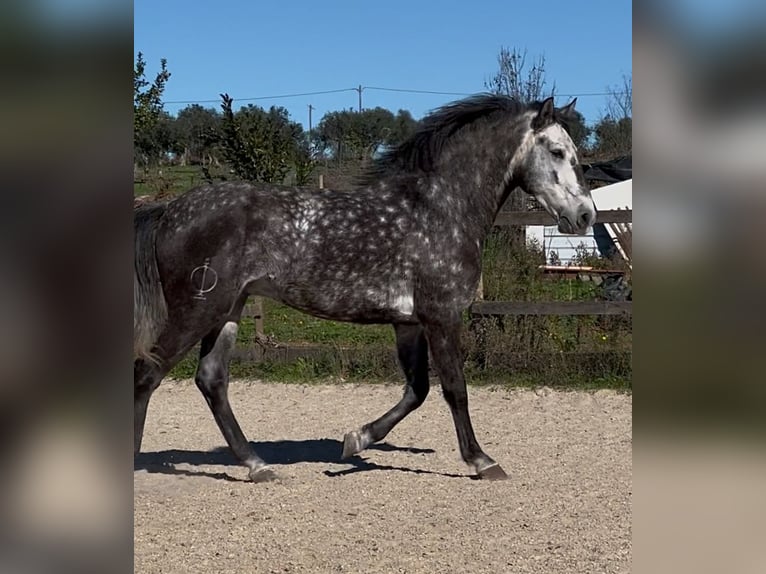 Lusitano Gelding 6 years 15,3 hh Gray in Seia