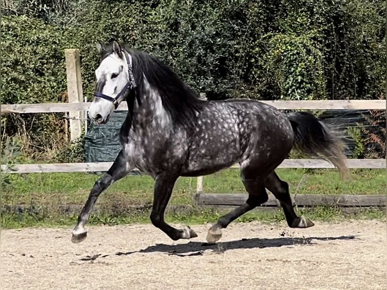 Lusitano Gelding 6 years 15,3 hh Gray in Seia